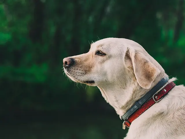 Labrador retriever
