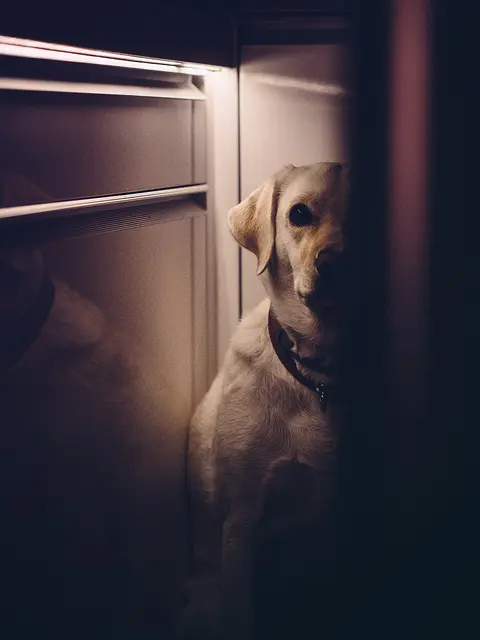 Labrador retriever