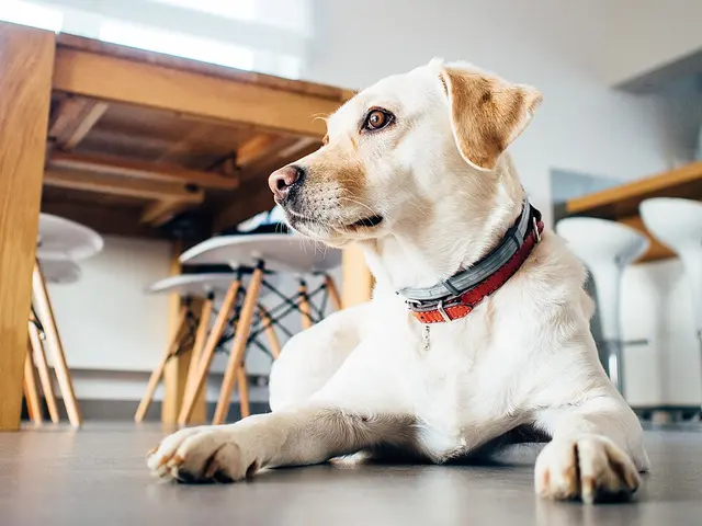 Labrador retriever