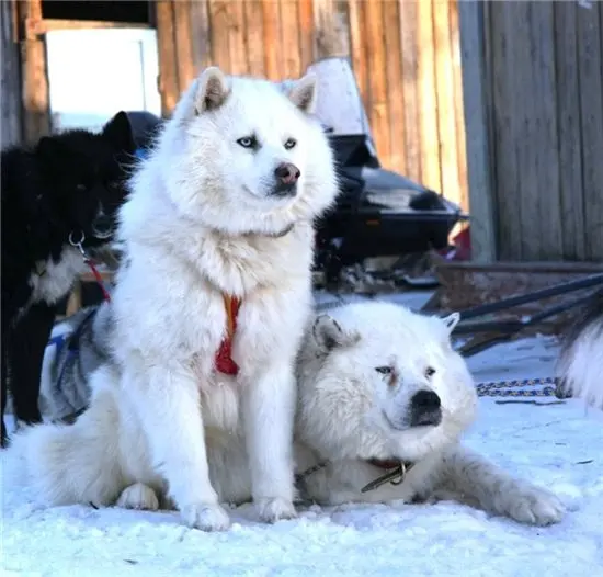 Laika de Iakoutie