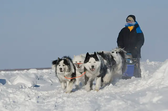 Laika de Iakoutie