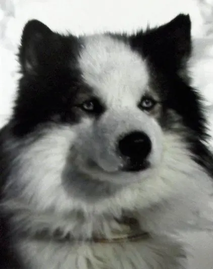 Laika de Iakoutie