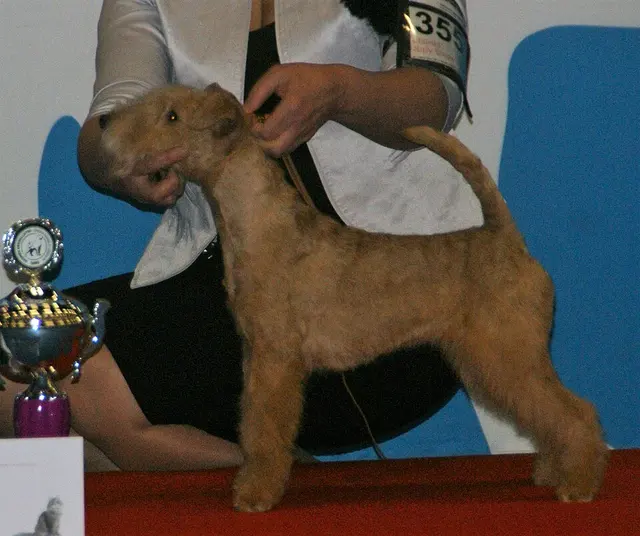 Lakeland Terrier