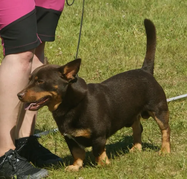Lancashire Heeler