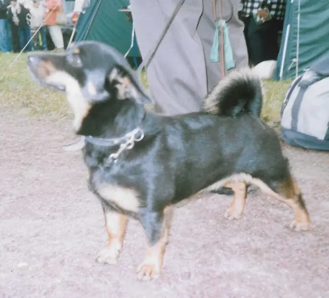 Lancashire Heeler