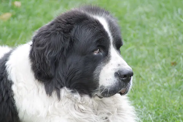 Landseer