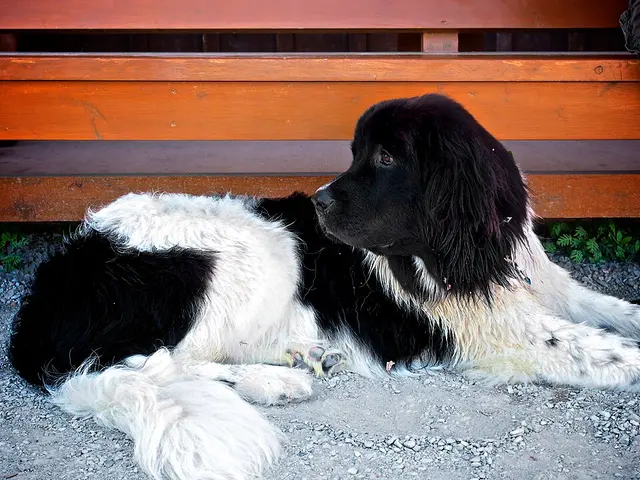 Landseer
