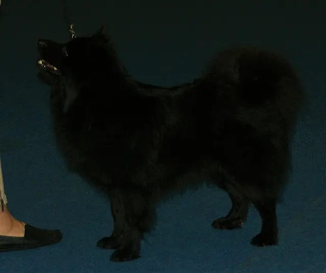 Lapphund suédois