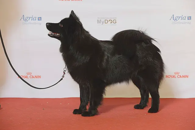 Lapphund suédois