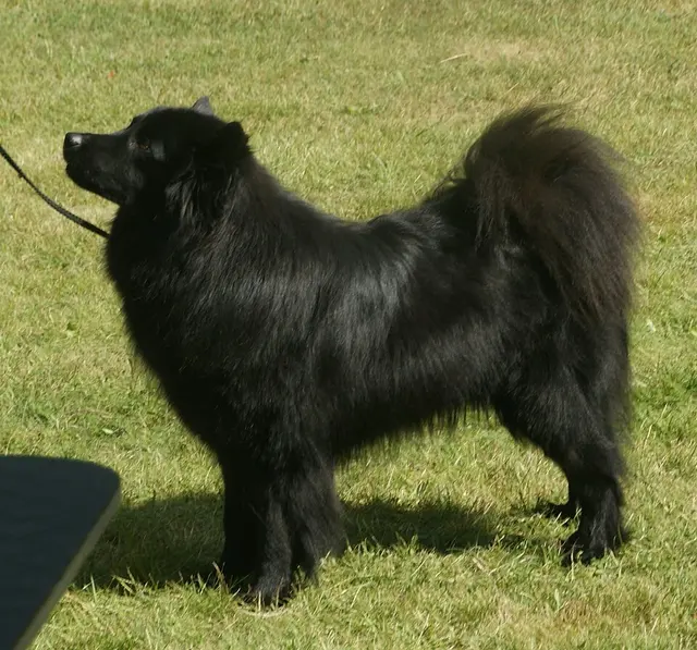Lapphund suédois