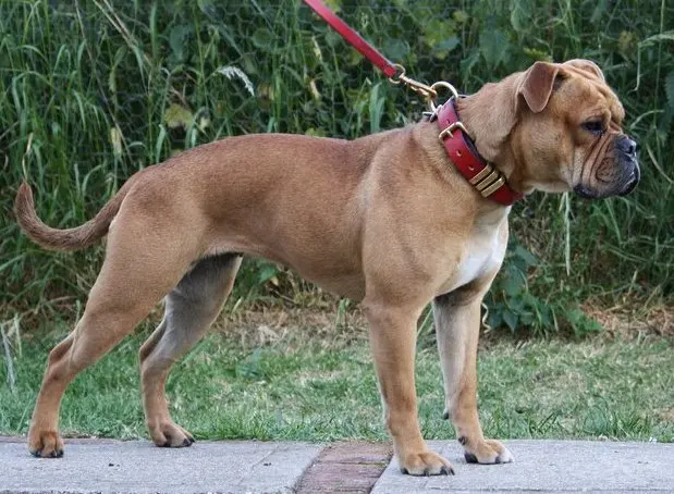 Leavitt bulldog