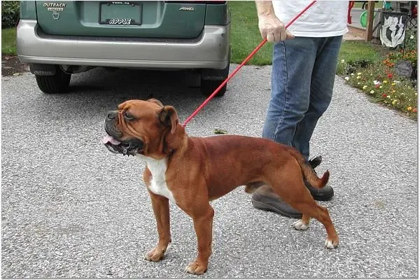 Leavitt bulldog