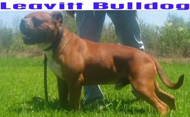 Leavitt bulldog