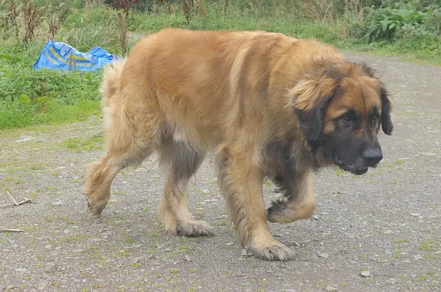 Leonberg