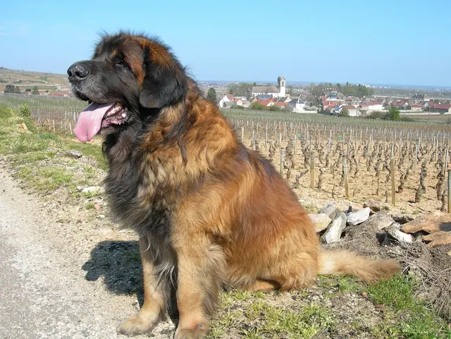 Leonberg