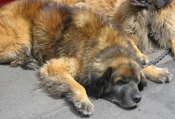 Leonberg