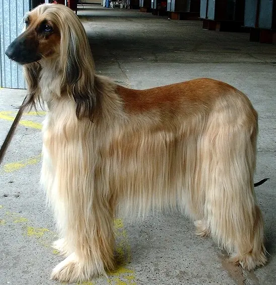 Lévrier afghan