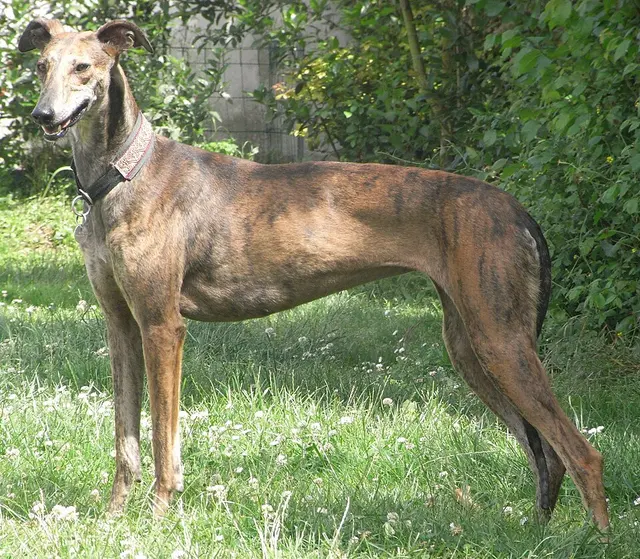 Lévrier Galgo