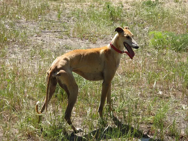 Lévrier Galgo