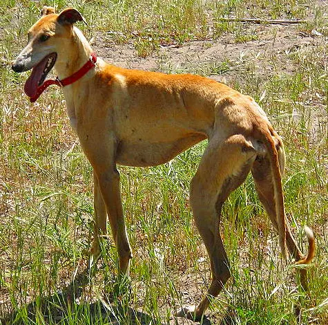 Lévrier Galgo