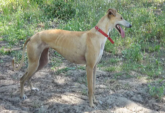 Lévrier Galgo