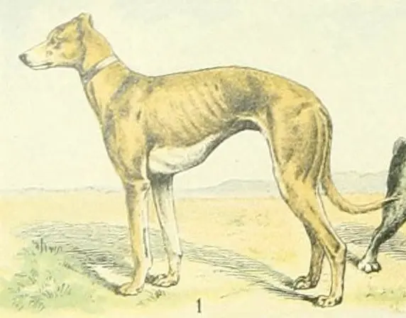 Lévrier grec