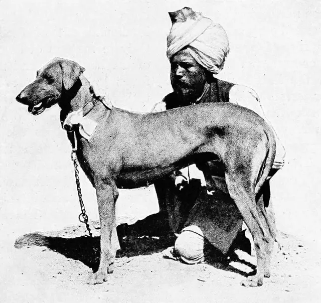 Lévrier Rampur