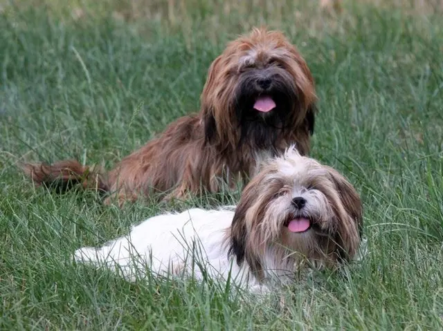 Lhassa Apso