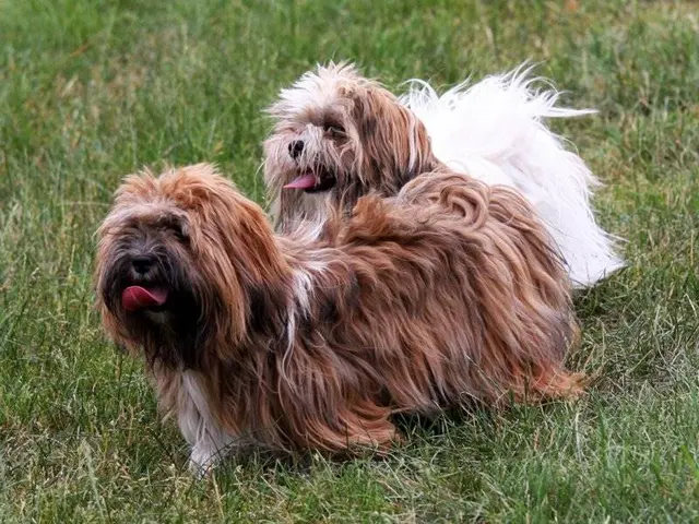 Lhassa Apso