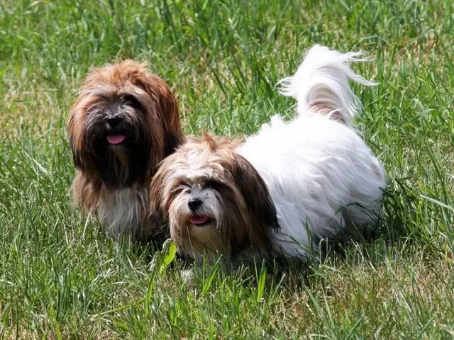 Lhassa Apso
