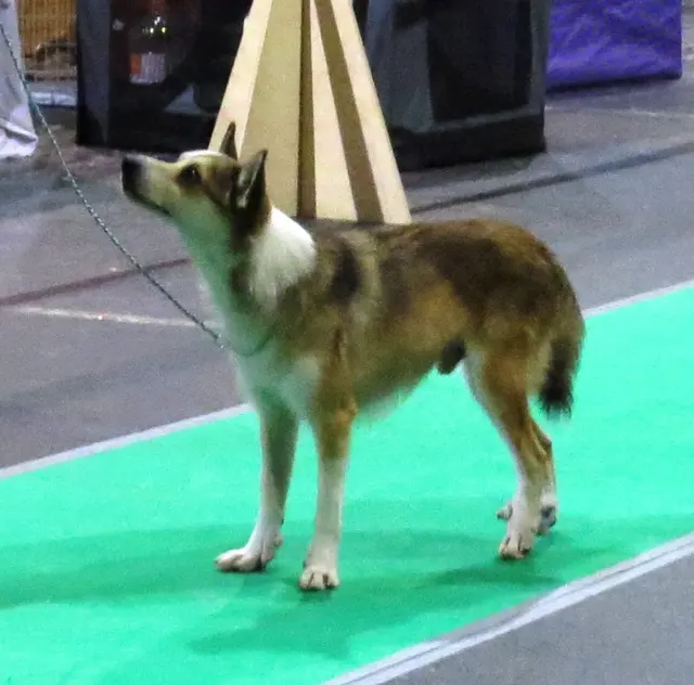 Lundehund