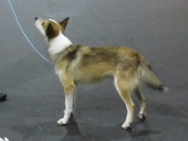 Lundehund