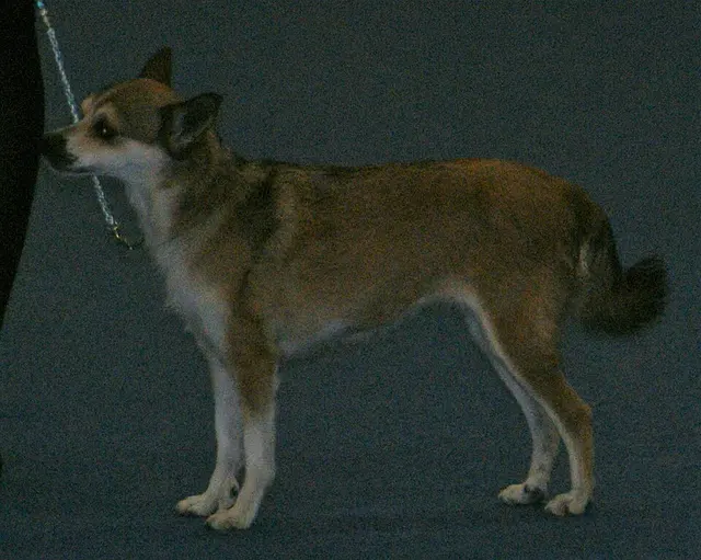 Lundehund
