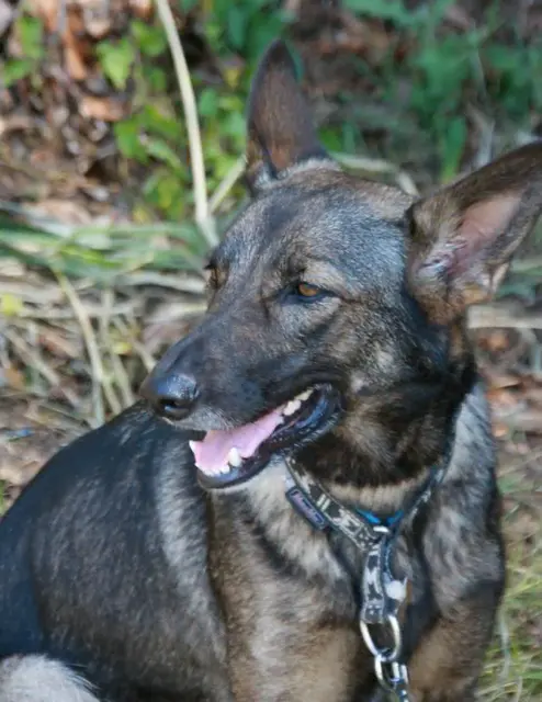 Lupo Italiano
