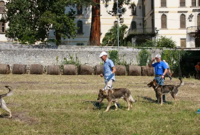 Lupo Italiano
