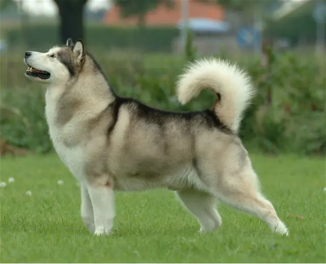 Malamute de l’Alaska