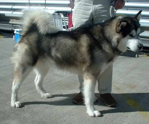 Malamute de l’Alaska