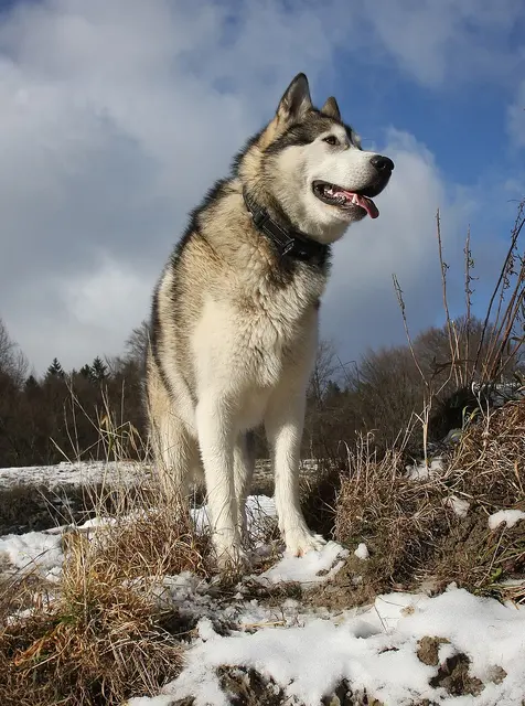 Malamute de l’Alaska
