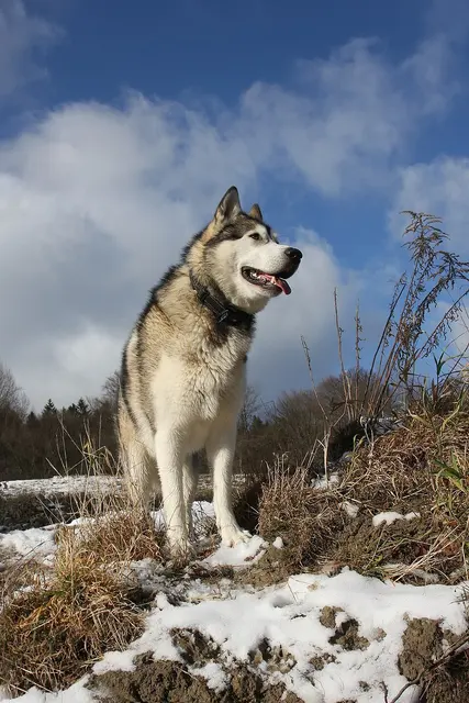 Malamute de l’Alaska
