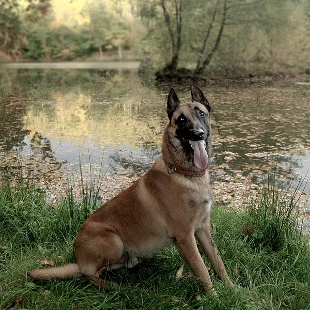 Malinois