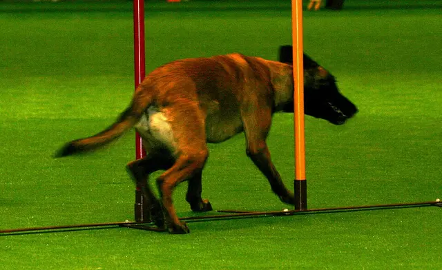 Malinois