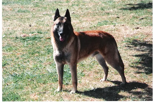 Malinois