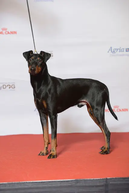 Manchester Terrier
