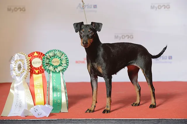 Manchester Terrier