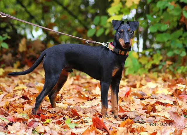 Manchester Terrier