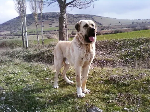 Mastiff d'Anatolie
