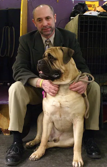 Mastiff