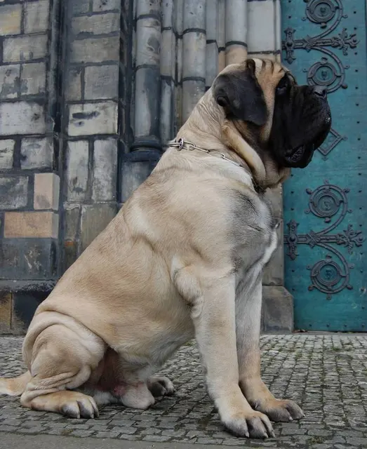 Mastiff