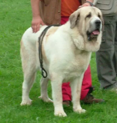 Mâtin espagnol