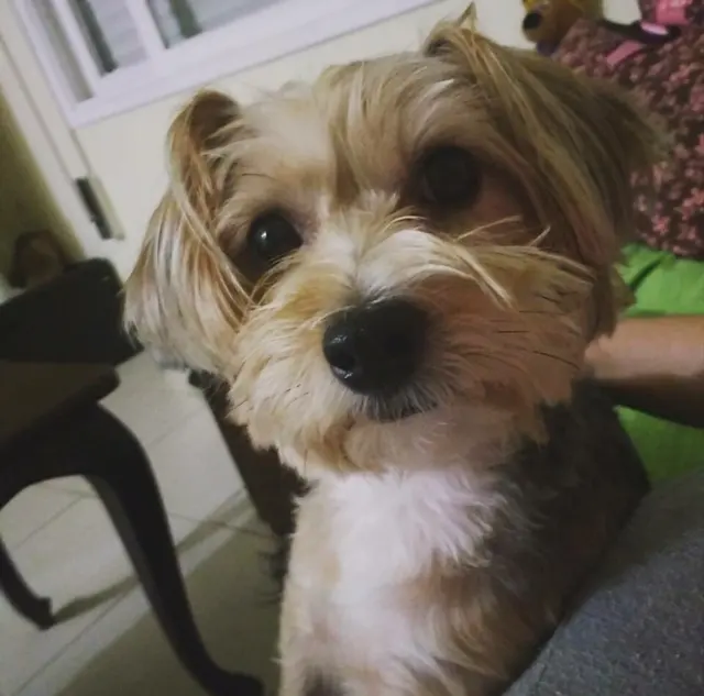 Morkie